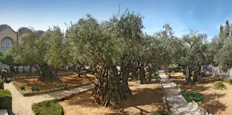 mount of olives