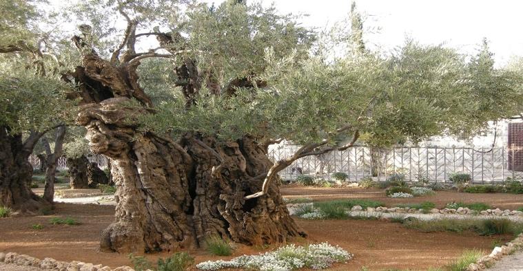 mount of olives